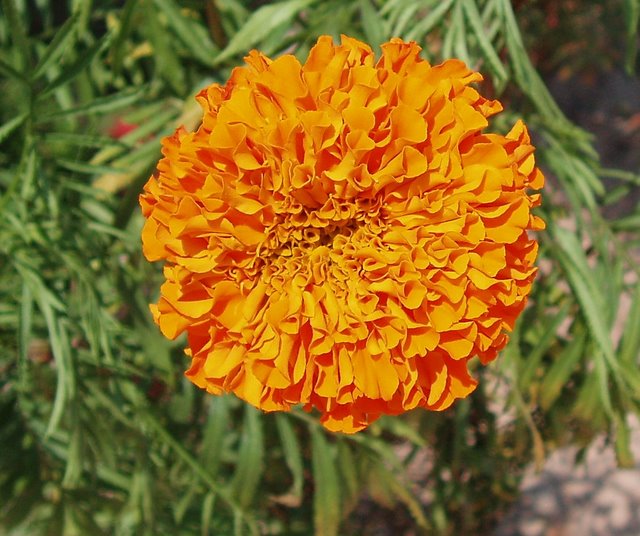 Tagetes Erecta
